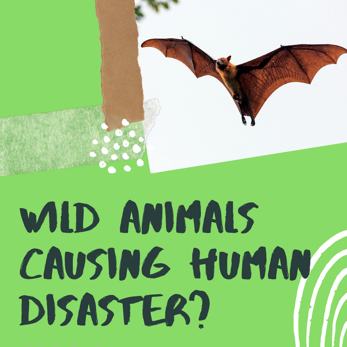 Wild Animals Causing Human Disaster?