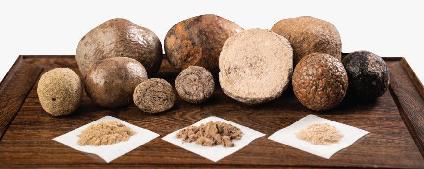 [7 March 2026] 公众健康讲座邀请 | Public Talk Invitation 为什么豪猪枣这么贵，还有人坚持要用？Why Is Porcupine Bezoar So Expensive—Yet People Still Insist on Using It?