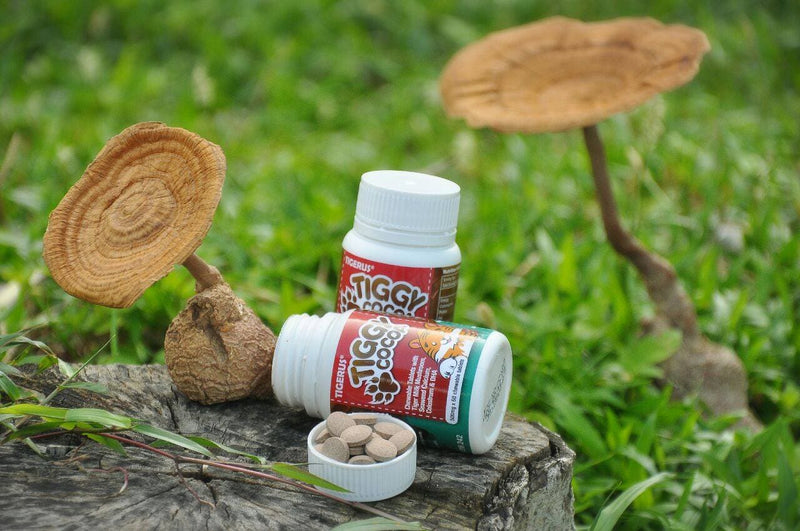 TIGERUS TIGGY Cocoa Chewable Tablets (500mg x 60 tablets) - Asian Integrated Medical Sdn Bhd (ielder.asia)