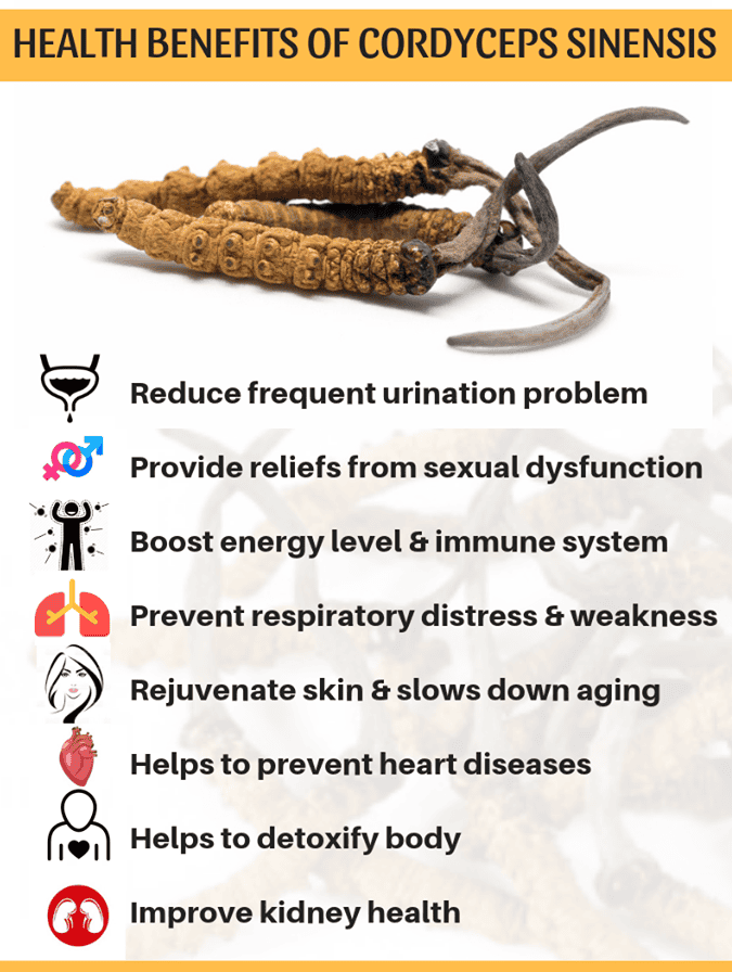 TIGERUS® Cordyceps Sinensis Fruiting Body (300mg x 60 Vegecaps) - Asian Integrated Medical Sdn Bhd (ielder.asia)