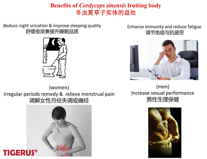 TIGERUS® Cordyceps Sinensis Fruiting Body (300mg x 60 Vegecaps) - Asian Integrated Medical Sdn Bhd (ielder.asia)